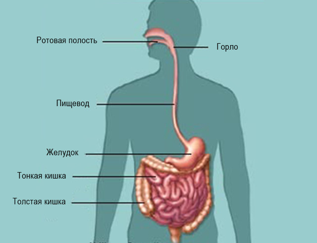 пищеварительный тракт
