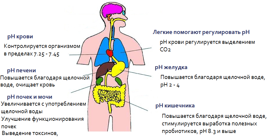 Кислотность разных систем организма