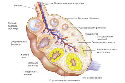 фолликулярной кисте